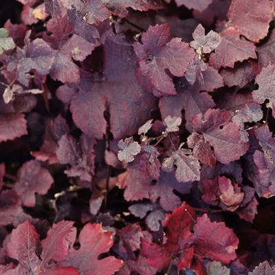 Immagine prodotto di 2 x  Uva da tavola  - Vitis vinifera 'Purpurea'  | 60-80 cm in contenitore