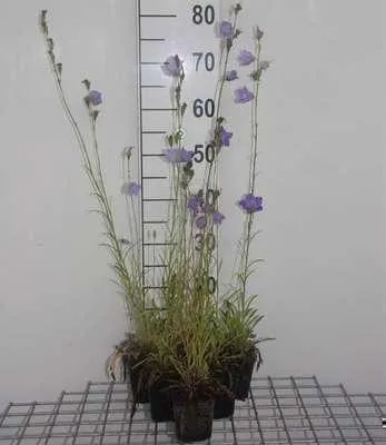Productafbeelding van 6 x Campanula pers. 'Grandiflora Coerulea' - Bergenmunt - Pot van 9 x 9 cm