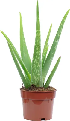 Produktbild von Aloe vera – luftreinigende & dekorative Sukkulente, Topf-Ø 12 cm, ca. 35 cm hoch