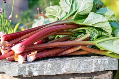 Produktbild von Stauden Gänge 10 x Rheum rhabarbarum 'Stockbridge Arrow' im 2 Liter Topf - Rhabarber - Lange Stiele, reiner Geschmack - frühe Sorte
