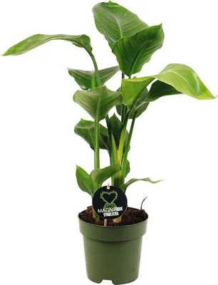 Produktbild von Baumstrelitzie FloraSelf Strelitzia Nicolai H ca. 65 cm Ø 17 cm Topf 3-er Tuff