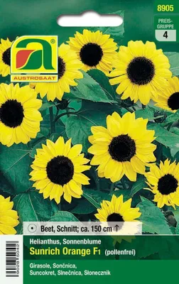 Produktbild von Sonnenblume Sunrich Orange F1 | Sonnenblumensamen von Austrosaat