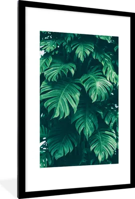 Produktbild von MuchoWow® MuchoWow® Gerahmtes Poster Monstera - Blätter - Pflanzen - Dschungel - Natur 60x90 cm - Poster mit zchwarzem Bilderrahmen - Dekoration - Wandposter Wohnzimmer - Hochwertig