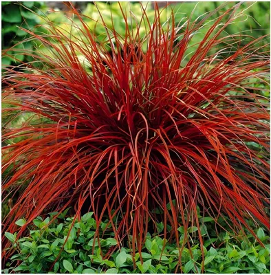 Produktbild von Stauden Gänge 3 x Uncinia rubra 'Firedance' im 1 Liter Topf - Mahagonigras - Tanzendes Rot für stilvolle Beete - Blickfang - Winterhart - Mehrjährig