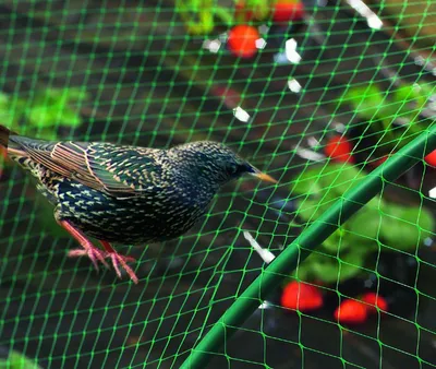 Image de Filet de protection oiseaux "Birdnet" - 5 x 10 m - Vert
