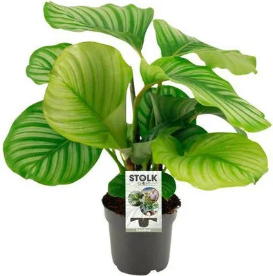 Obrázek produktu pro Květináč z proutí Ø 14 cm ↕ 45 cm – moderní květináč pro pokojové rostliny, sukulenty, kaktusy a bylinky