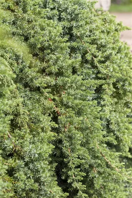 Produktbild von Juniperus conferta 'Blue Pacific', Kriech-Wacholder, blaugrün, 25–30 cm
