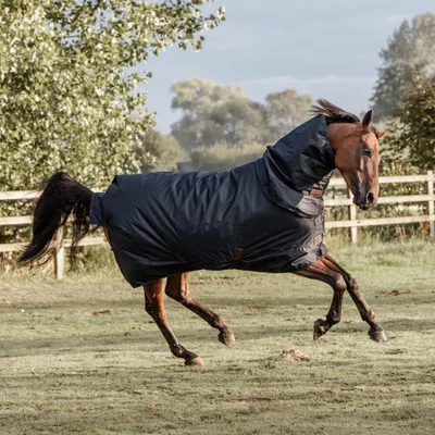 A brown horse wearing a black horse blanket is running in a grassy field with a wooden fence and trees in the background.