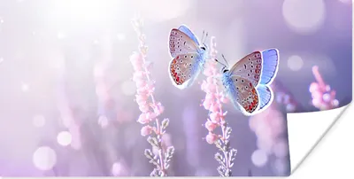 Produktbild von MuchoWow® Poster Schmetterling - Lavendel - Blumen - Lila 40x20 cm - Poster für die Wand - Poster Schlafzimmer