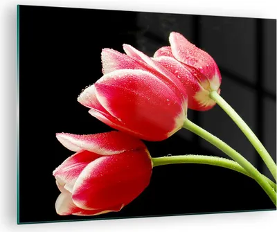 Produktbild von Bilder auf glas - Tulpe garten blume blumenstrauß - 70x50cm - Glasbilder - Wandbilder - Kunstdruck - zum Aufhängen bereit - Wanddekoration aus Glas - Glas Bilder - Wandbild auf Glas - GAA70x50-1494