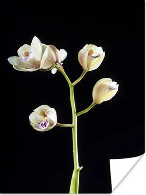 Produktbild von MuchoWow® Poster Ein Zweig mit Orchideen auf schwarzem Hintergrund 120x160 cm - Wandbilder