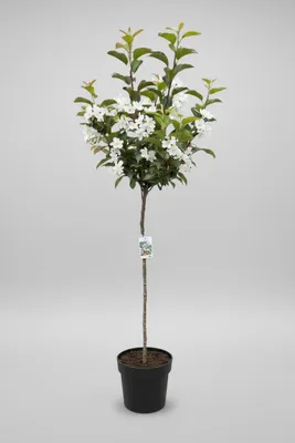 Produktbild von Zierapfel 'Evereste' 180-190 cm – Malus, mit prachtvoller Blüte und dekorativen Früchten - Stammhöhe 120 cm