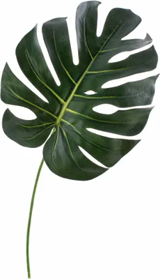 Produktbild von artplants.de Künstliches Monsterablatt Umberto, dunkelgrün, 55cm - Deko Blatt - Kunst Fensterblatt