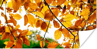 Produktbild von MuchoWow® Poster Herbstblätter - Baum - Rustikal 40x20 cm - Poster für die Wand - Poster Schlafzimmer