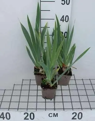 Produktbild von 6 x  Iris (germ.) 'Senlac' - Schwertlilie - Topf 9 x 9 cm