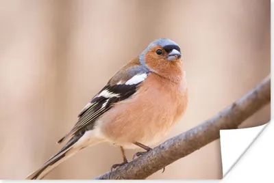 Produktbild von MuchoWow® Poster Vogel - Tiere - Fink 60x40 cm - Schlafzimmerdekoration