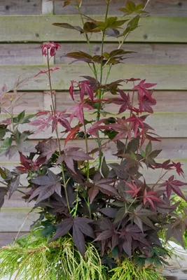 Produktbild von Acer palmatum 'Ruby Stars', Japanischer Ahorn, rot, 30–40 cm
