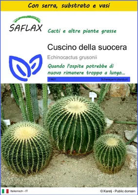 Immagine prodotto di SAFLAX Insieme di coltivazione - Cuscino della suocera - 40 semi - Echinocactus