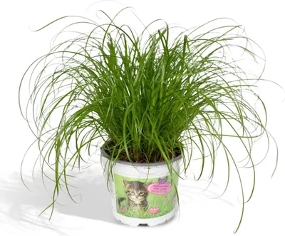 Image de Cyperus alternifolius - Herbe à chat - 20Cm - Ø12