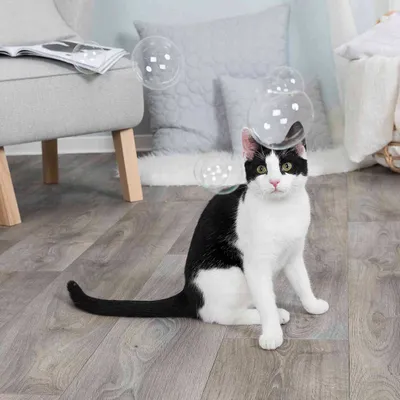 Immagine prodotto di Herbe à chat bulles de savon