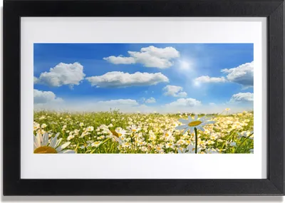 Produktbild von Bild 30x20 MDF-Rahmen Wandkunst Gänseblümchen-Wiese Natur