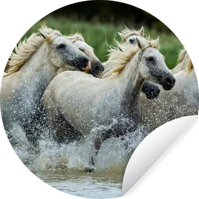 Produktbild von MuchoWow® Runde Wandtattoo - Wandsticker Tapete Aufkleber Pferde - Wasser - Natur Ø 30 cm Selbstklebend und Repositionierbar - Wandaufkleber - Kreis - Wandbild - Fototapete - Selbstklebend - Dekoration - Wandschmuck - Schlafzimmer