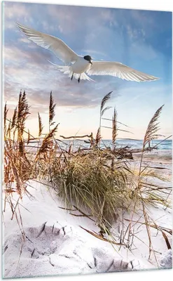 Produktbild von Bilder auf glas - Einteilig - Möwe Meer Küste - 70x100cm - Glasbilder - Wandbilder - Bilder - zum Aufhängen bereit - Wanddekoration aus Glas - Glas Bilder - Wandbild auf Glas - GPA70x100-4902