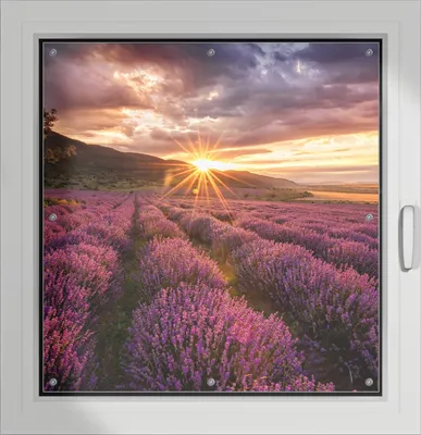 Produktbild von Wallario Lichtschutzbild, Dekorativer Sichtschutz Sonnenschutz 96 x 100 cm mit Motiv: Lavendelfeld bei Sonnenuntergang - Sonnenstrahlen - Verdunklung ohne Bohren
