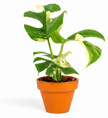 Obrázok produktu pre Monstera minima Variegata od spoločnosti Gardners, priemer 6 cm