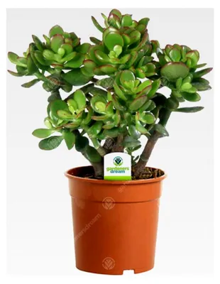 Produktbild von Crassula Ovata – 1 x Zimmerpflanze – Geldbaum im Topf für Zuhause oder Büro