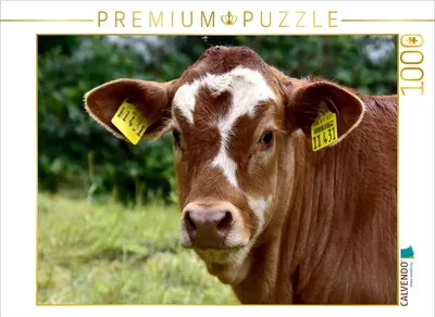 Produktbild von CALVENDO Puzzle Ein Motiv aus dem Kalender Rinder auf Eifelwiesen | 1000 Teile Lege-Größe 64x48cm Foto-Puzzle für glückliche Stunden