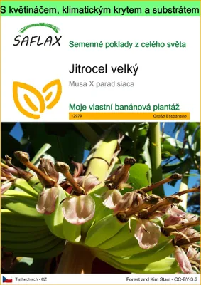 Obrázek produktu pro SAFLAX Garden to go - Jitrocel velký - Musa X paradisiaca - 10 Semena - S květináčem, klimatickou poklicí a pěstebním substrátem
