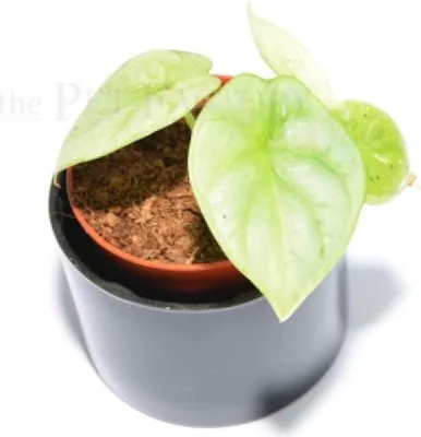 Zdjęcie produktu dla Alocasia baginda SILVER DRAGON