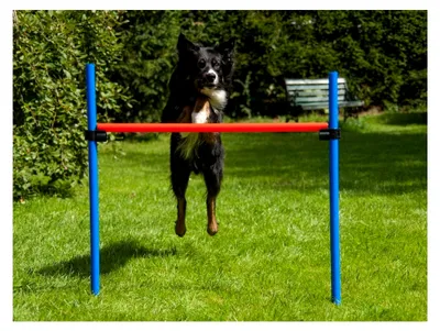 Produktbild von Hürde rot/blau mit Tragetasche für Agility-Training von Hunden