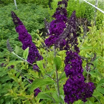 Produktbild von Sommerflieder Black Knight - Buddleja davidii