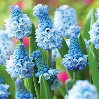 Obrázok produktu pre Muscari Kvetinové Cibuľky Cibuľky Kvety Hroznový hyacint Atlantic 10 ks.