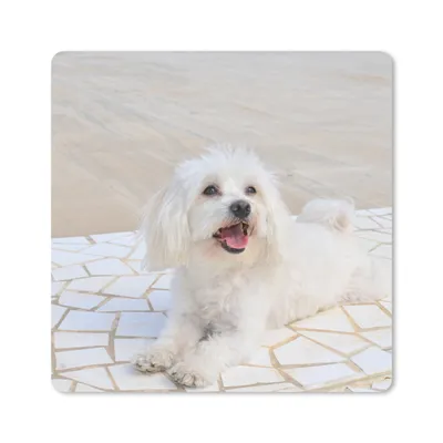 Produktbild von MuchoWow® Mauspad Mousepad Ein Malteser Hund liegt auf einem Weg 20x20 cm - Mousepads - Maus Mat - Pad - Mausunterlage - Desk Mat - Bureauartikeln
