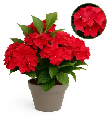 Immagine prodotto di Cuore esotico - Ortensia - Hydrangea Magical Tuesday & Sapphire - Rosso - 6-10 fiori - vaso da 23 cm