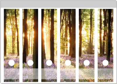 Produktbild von Wallario Ordnerrücken Sticker, selbstklebend für breite Ordner, 6 Stück, Motiv Blaue Hasenglöckchen im Wald mit Sonnenstrahlen