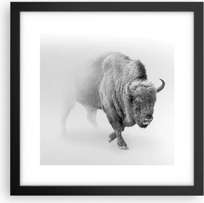 Produktbild von Gerahmtes Poster - Schwarzer Rahmen - Wisent Schwarzweiß Licht - 30x30 cm - Wand Bild - Wanddeko - Wandbilder - Kunstposter - Wandposter - Bilderrahmen - Bilder - Kunstdruck - P2BAC30x30-4418
