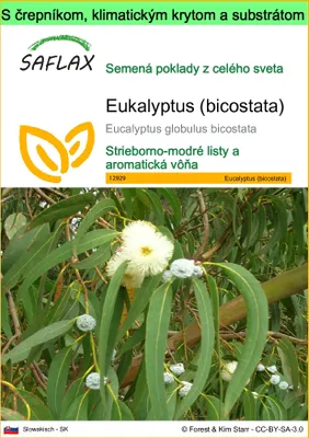 Obrázok produktu pre SAFLAX Garden to go - Eukalyptus (bicostata) - Eucalyptus globulus bicostata - 100 Semená - S črepníkom, klimatickým vekom a pestovateľským substrátom