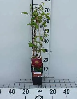 Zdjęcie produktu dla Clematis hybr. 'Ernest Markham' - powojnik leśny 'Ernest Markham 50-60 cm | doniczka