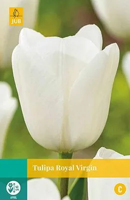 Productafbeelding van Tulipa Royal Virgin JUB, 7 bloembollen