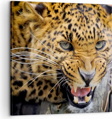 Produktbild von Bild auf Leinwand - Leinwandbild - Leopard tier savanne afrika - 60x60cm - Wand Bild - Wanddeko - Leinwanddruck - Bilder - Kunstdruck - Wanddekoration - Leinwand bilder - Wandkunst - AC60x60-2728