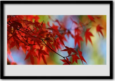 Produktbild von Bild 70x50 MDF-Rahmen Wandkunst Blätter Natur