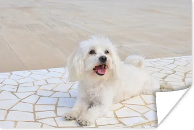 Produktbild von MuchoWow® Poster Ein Malteser Hund liegt auf einem Weg 90x60 cm - Schlafzimmer