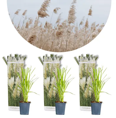 Produktbild von 3er-Set Cortaderia Selloana, Pampasgras, Weiß, 20-30 cm, Topf 9 cm