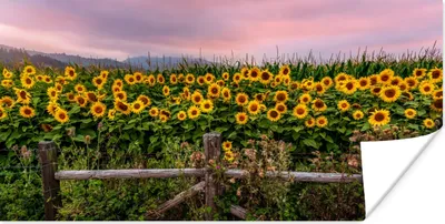 Produktbild von MuchoWow® Poster Sonnenblume - Blumen - Pflanzen 120x60 cm - Bild