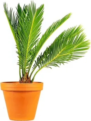 Obrázek produktu pro Gardners Cycas revoluta, průměr 12 cm