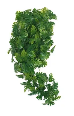 Zdjęcie produktu dla Komodo Plant Split Philodendron